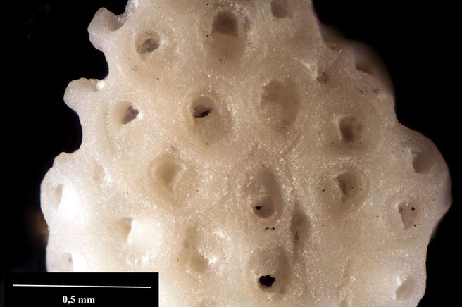 Senckenberg, Bryozoa, Bryozoen, Moostierchen, Sammlung Voigt