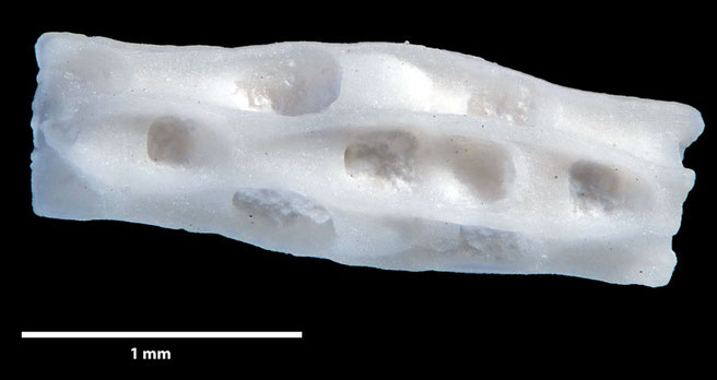 Senckenberg, Bryozoa, Bryozoen, Moostierchen, Sammlung Voigt