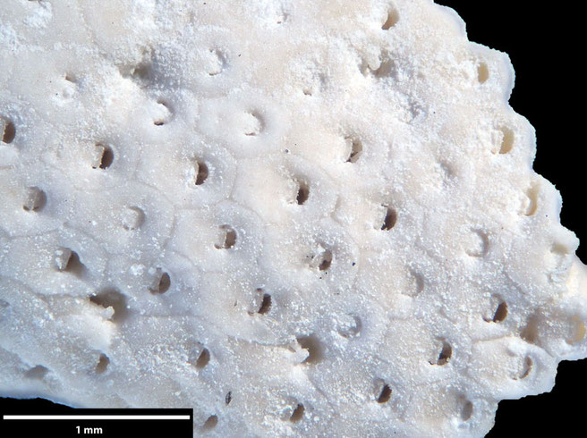 Senckenberg, Bryozoa, Bryozoen, Moostierchen, Sammlung Voigt