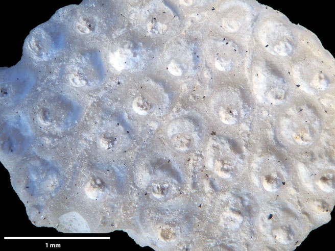 Senckenberg, Bryozoa, Bryozoen, Moostierchen, Sammlung Voigt