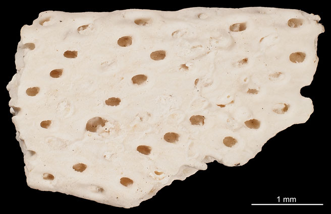 Senckenberg, Bryozoa, Bryozoen, Moostierchen, Sammlung Voigt