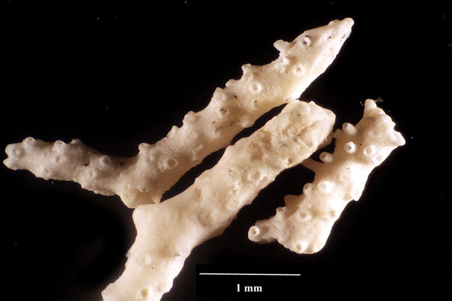 Senckenberg, Bryozoa, Bryozoen, Moostierchen, Sammlung Voigt