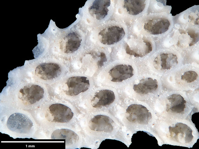 Senckenberg, Bryozoa, Bryozoen, Moostierchen, Sammlung Voigt