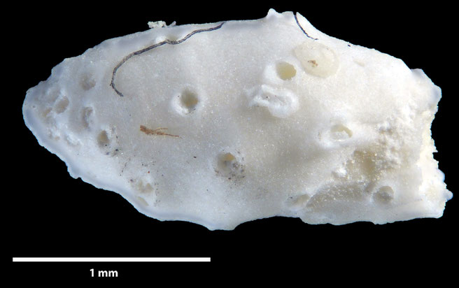 Senckenberg, Bryozoa, Bryozoen, Moostierchen, Sammlung Voigt