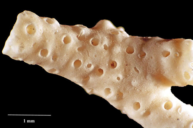 Senckenberg, Bryozoa, Bryozoen, Moostierchen, Sammlung Voigt