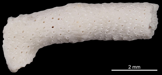 Senckenberg, Bryozoa, Bryozoen, Moostierchen, Sammlung Voigt