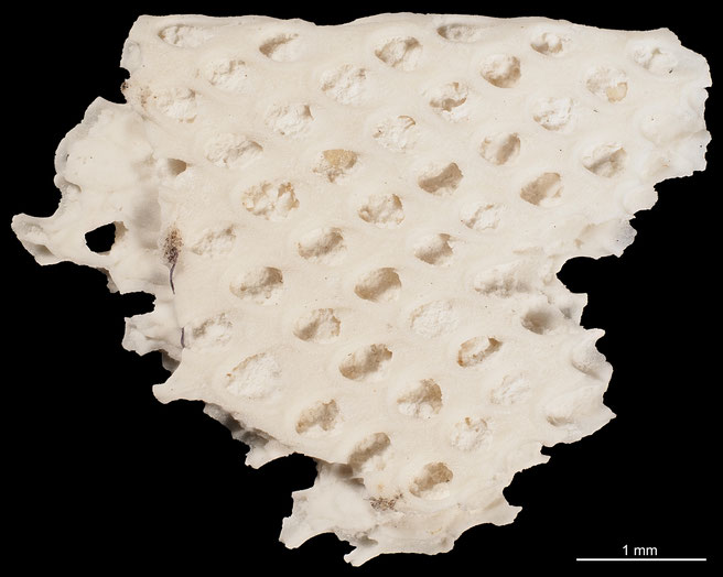 Senckenberg, Bryozoa, Bryozoen, Moostierchen, Sammlung Voigt