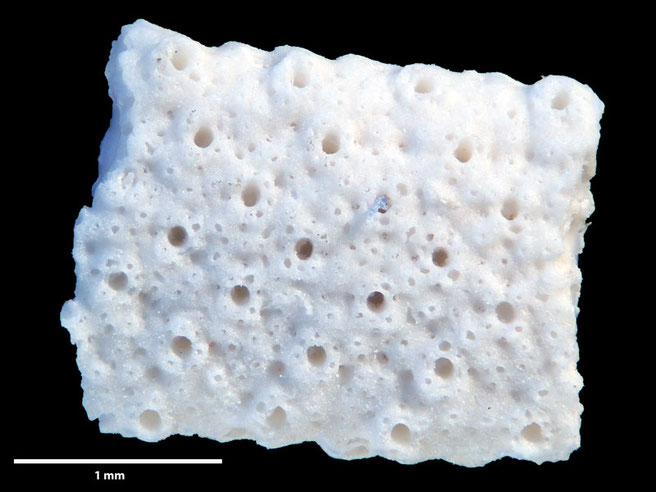 Senckenberg, Bryozoa, Bryozoen, Moostierchen, Sammlung Voigt