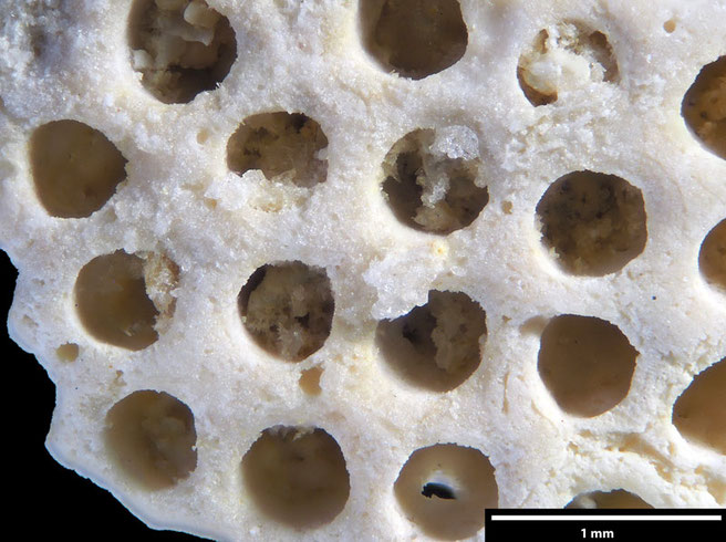 Senckenberg, Bryozoa, Bryozoen, Moostierchen, Sammlung Voigt