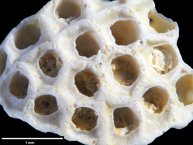 Senckenberg, Bryozoa, Bryozoen, Moostierchen, Sammlung Voigt