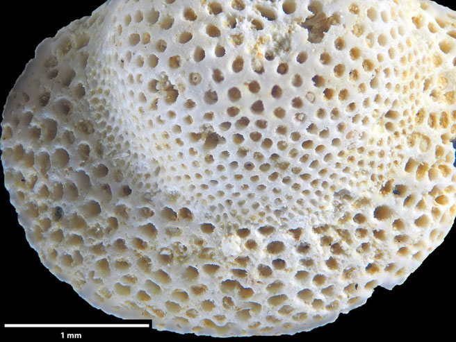 Senckenberg, Bryozoa, Bryozoen, Moostierchen, Sammlung Voigt