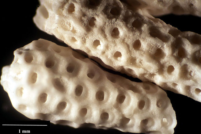 Senckenberg, Bryozoa, Bryozoen, Moostierchen, Sammlung Voigt