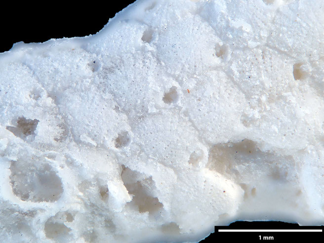 Senckenberg, Bryozoa, Bryozoen, Moostierchen, Sammlung Voigt