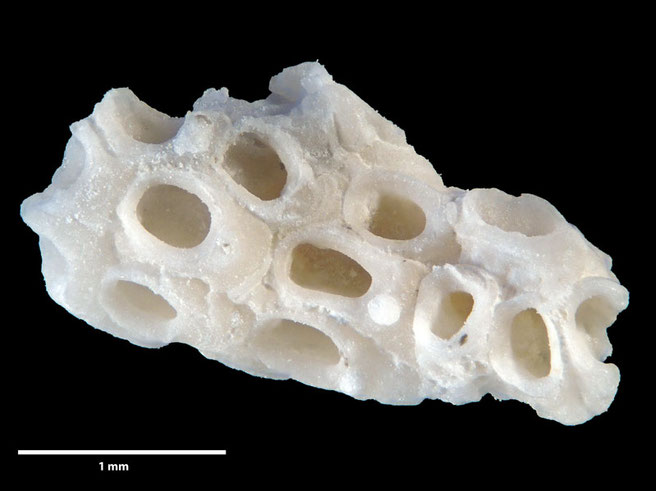 Senckenberg, Bryozoa, Bryozoen, Moostierchen, Sammlung Voigt