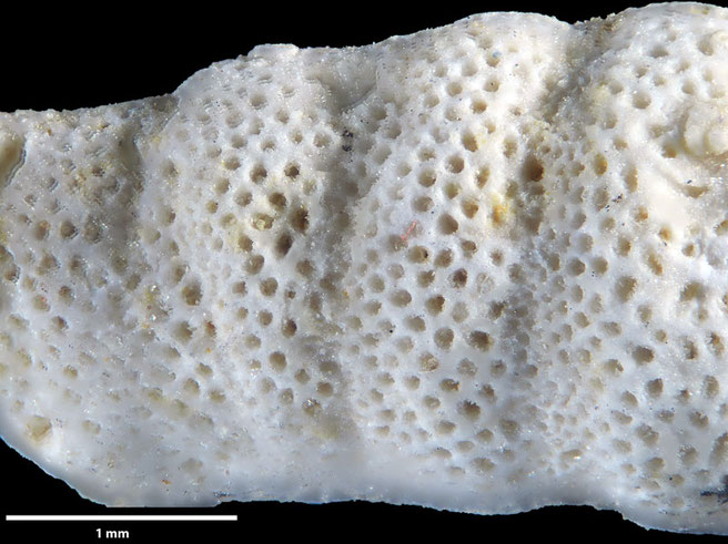 Senckenberg, Bryozoa, Bryozoen, Moostierchen, Sammlung Voigt