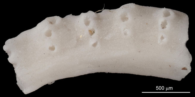 Senckenberg, Bryozoa, Bryozoen, Moostierchen, Sammlung Voigt