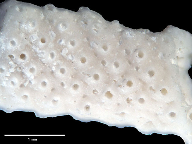 Senckenberg, Bryozoa, Bryozoen, Moostierchen, Sammlung Voigt