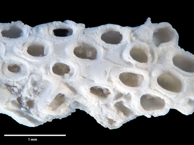 Senckenberg, Bryozoa, Bryozoen, Moostierchen, Sammlung Voigt