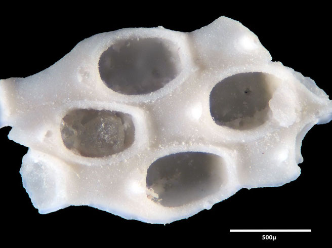 Senckenberg, Bryozoa, Bryozoen, Moostierchen, Sammlung Voigt