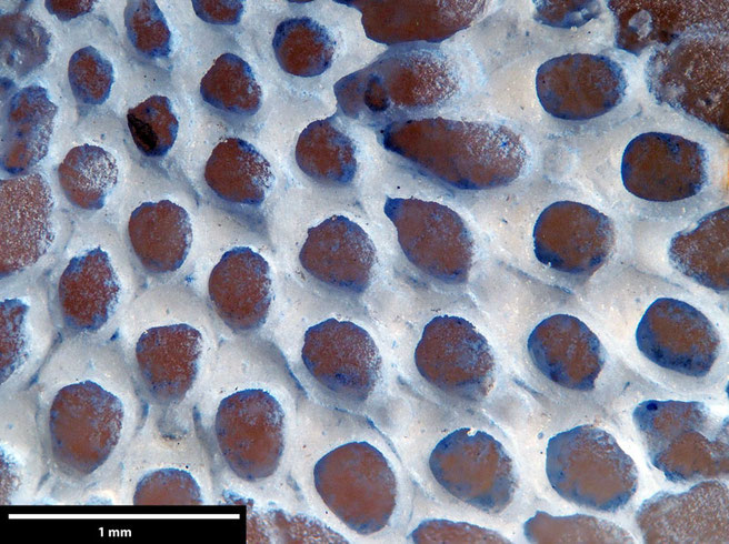 Senckenberg, Bryozoa, Bryozoen, Moostierchen, Sammlung Voigt