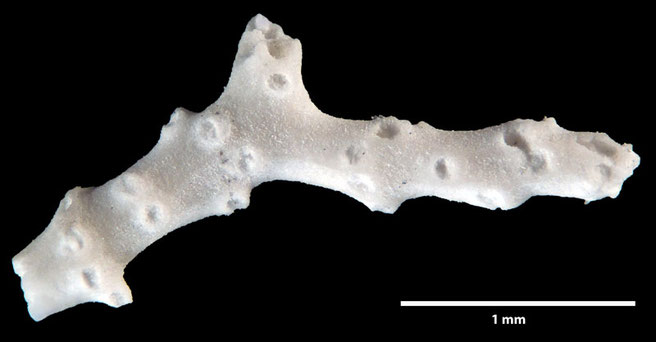 Senckenberg, Bryozoa, Bryozoen, Moostierchen, Sammlung Voigt