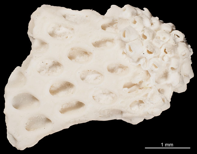 Senckenberg, Bryozoa, Bryozoen, Moostierchen, Sammlung Voigt