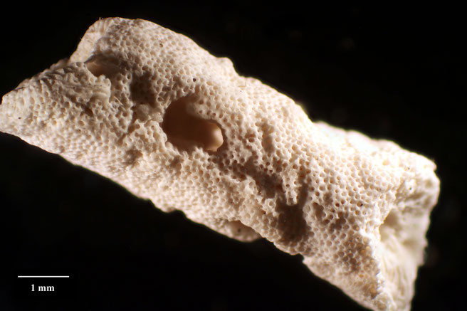 Senckenberg, Bryozoa, Bryozoen, Moostierchen, Sammlung Voigt