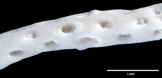 Senckenberg, Bryozoa, Bryozoen, Moostierchen, Sammlung Voigt