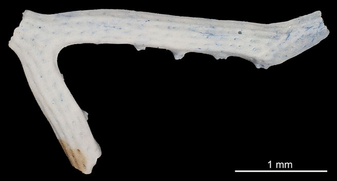 Senckenberg, Bryozoa, Bryozoen, Moostierchen, Sammlung Voigt