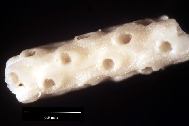 Senckenberg, Bryozoa, Bryozoen, Moostierchen, Sammlung Voigt