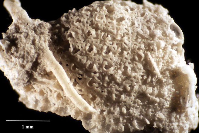 Senckenberg, Bryozoa, Bryozoen, Moostierchen, Sammlung Voigt