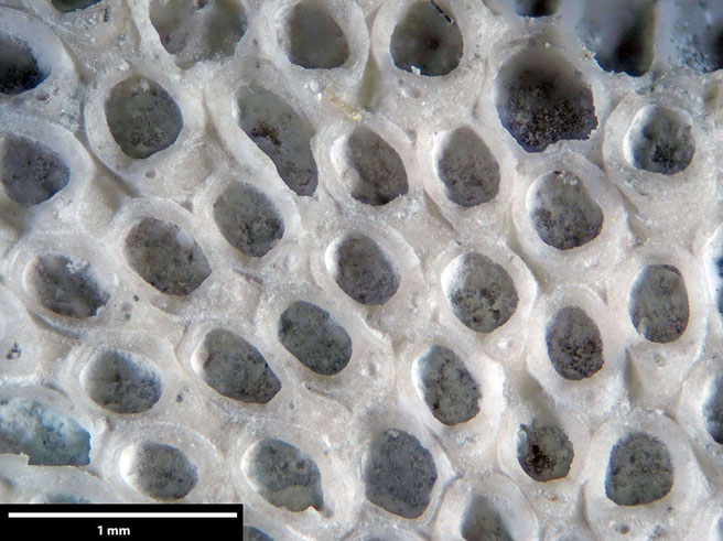 Senckenberg, Bryozoa, Bryozoen, Moostierchen, Sammlung Voigt