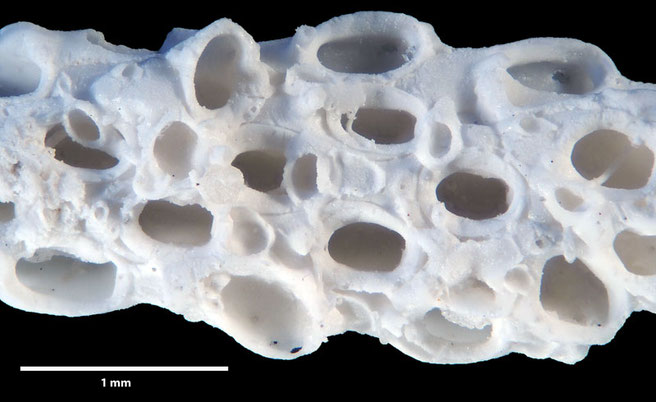 Senckenberg, Bryozoa, Bryozoen, Moostierchen, Sammlung Voigt