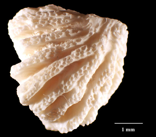 Senckenberg, Bryozoa, Bryozoen, Moostierchen, Sammlung Voigt