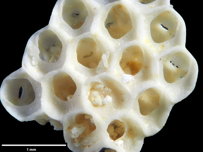 Senckenberg, Bryozoa, Bryozoen, Moostierchen, Sammlung Voigt