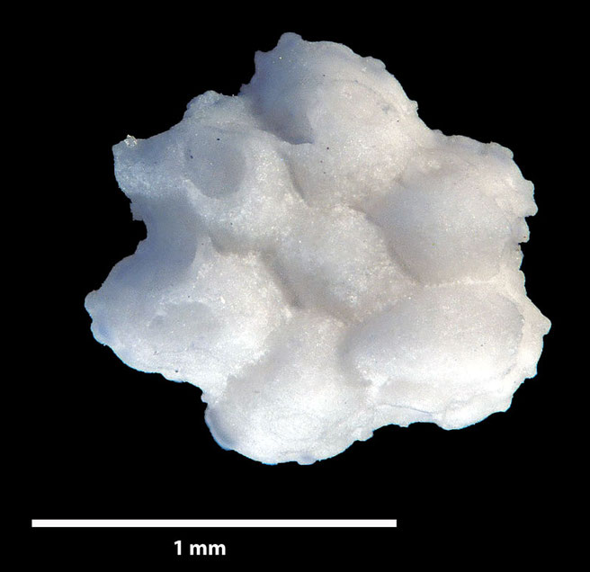 Senckenberg, Bryozoa, Bryozoen, Moostierchen, Sammlung Voigt