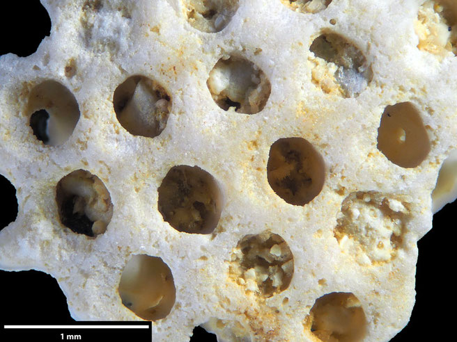 Senckenberg, Bryozoa, Bryozoen, Moostierchen, Sammlung Voigt