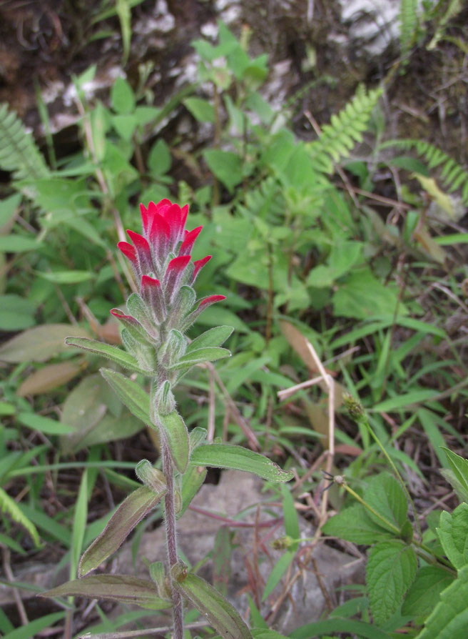 Flower, Coiroco, Yungas, Bolivia