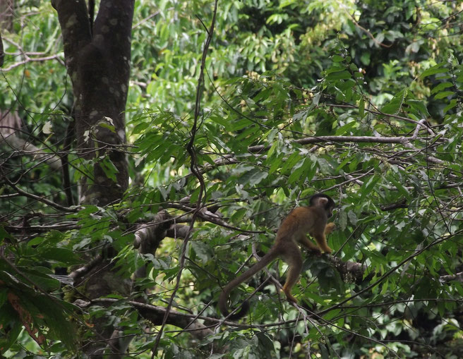 Villa Tunari, Amazon, Bolivia