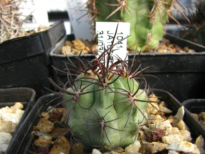 Same plant after one season