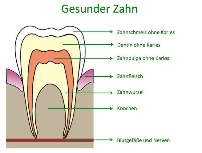 Gesunder Zahn