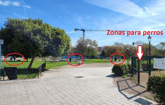 Este es un buen ejemplo de lo que pasa en Valencia.  Hay una zona de perros en donde no hay nadie y en cambio están todos en el parque donde están prohibidos los Canes. 