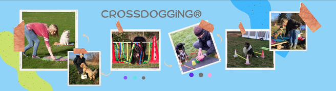 Hundeschule, Fortgeschritten, Crossdogging, Junghund, PubertätHundeschule Butzbach, Hundetraining, Alltagstraining, Spass & Beschäftigung