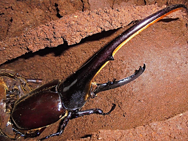 大型血統 amazonico ヘラクレス 164.5ミリ 後食 1回使用＋同じ血統