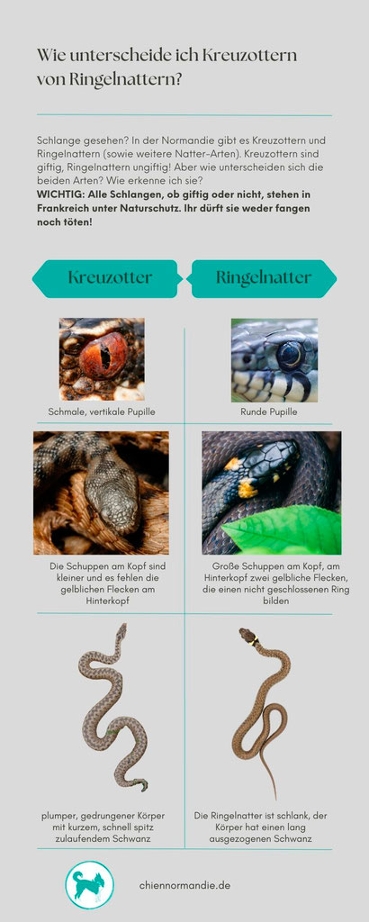 Infografik zur leichten Unterscheidung von Ringelnatter und Kreuzotter in der Normandie. 