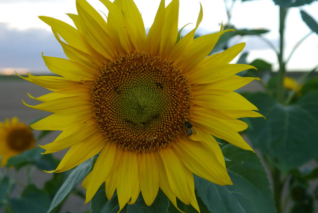freundliche Sonnenblume