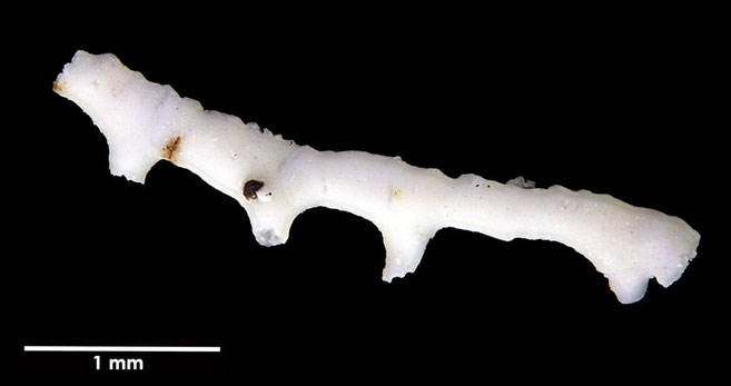 Senckenberg, Bryozoa, Bryozoen, Moostierchen, Sammlung Voigt