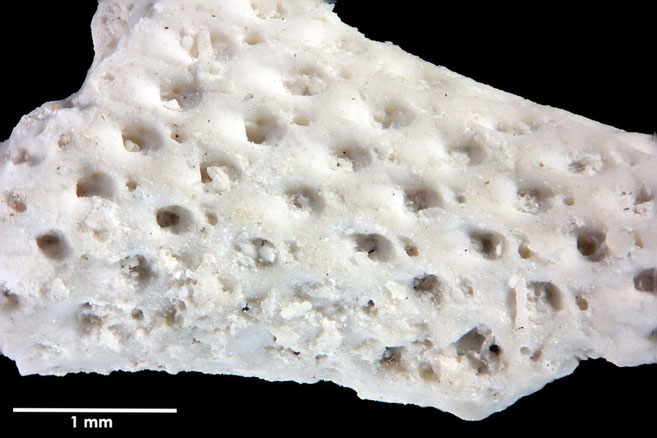 Senckenberg, Bryozoa, Bryozoen, Moostierchen, Sammlung Voigt