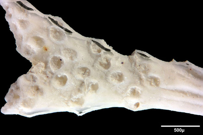 Senckenberg, Bryozoa, Bryozoen, Moostierchen, Sammlung Voigt