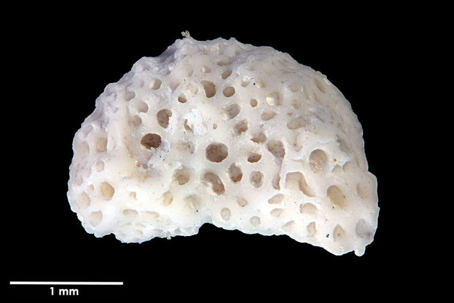 Senckenberg, Bryozoa, Bryozoen, Moostierchen, Sammlung Voigt